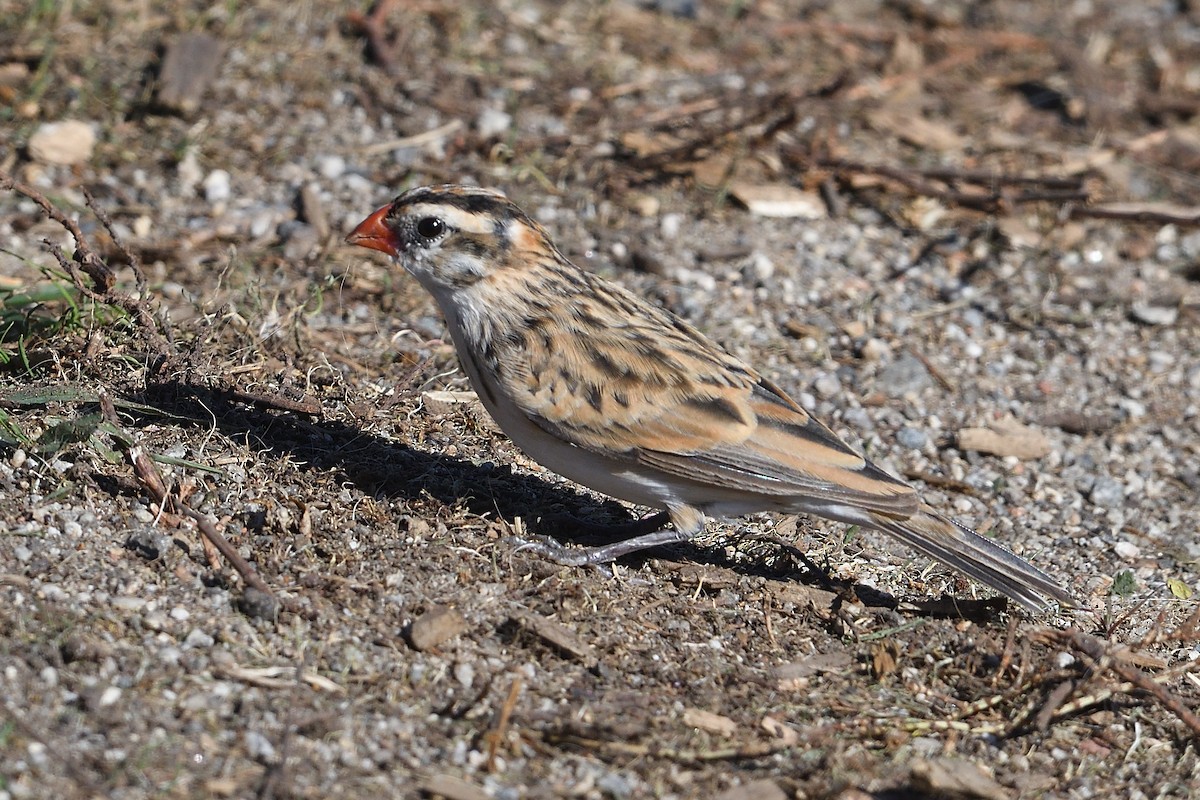 Pin-tailed Whydah - ML646663624