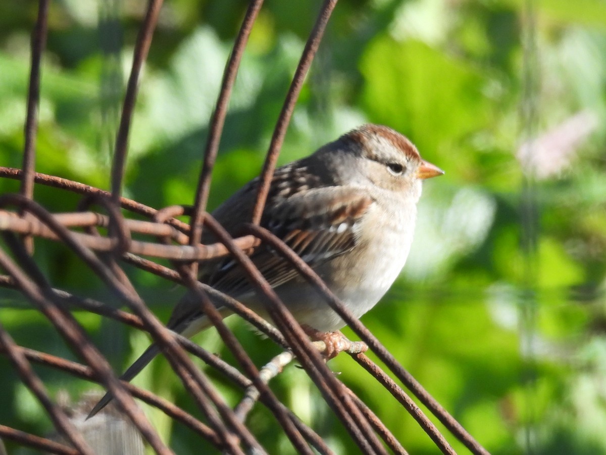 White-crowned Sparrow - ML646663625