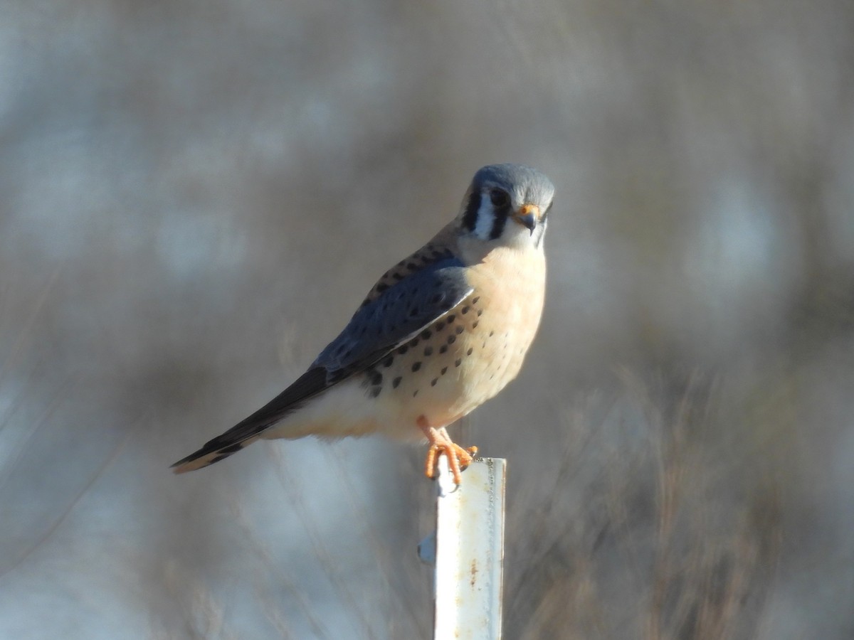 American Kestrel - ML646663636