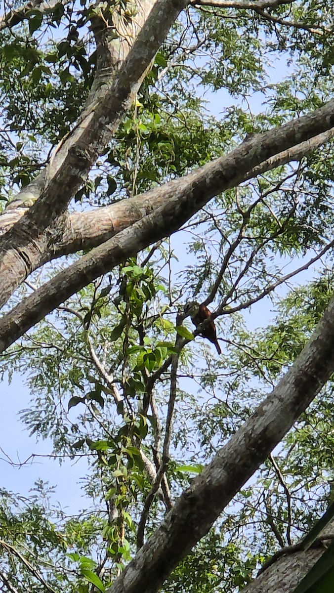 ヒゲドリ - ML646663637