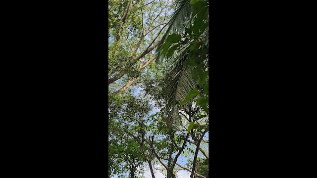 Three-wattled Bellbird - ML646663638