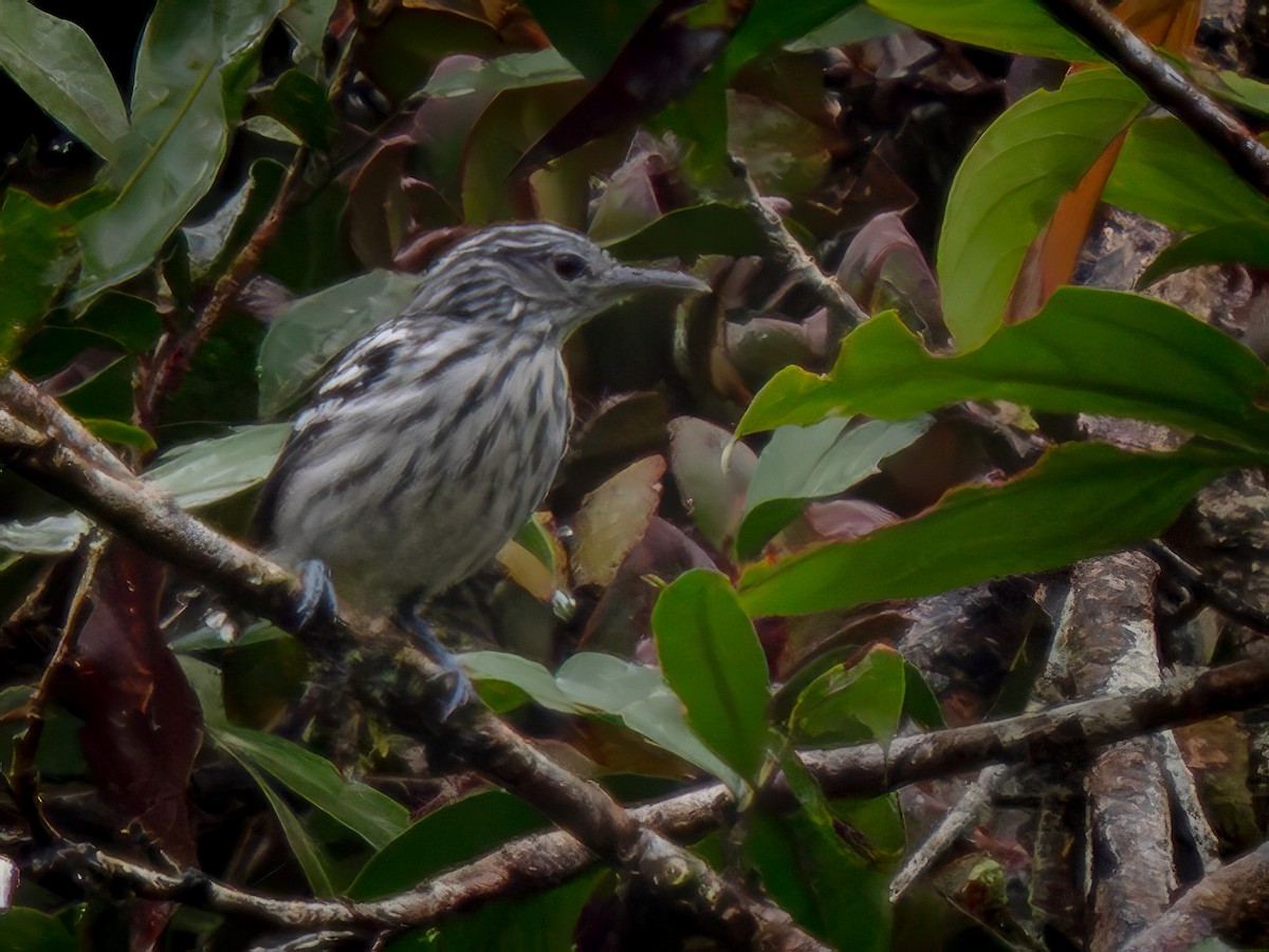 Pacific Antwren - ML646663639