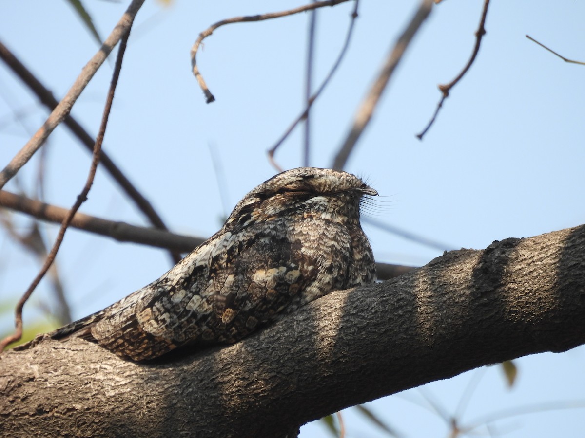 Jungle Nightjar - ML646663641