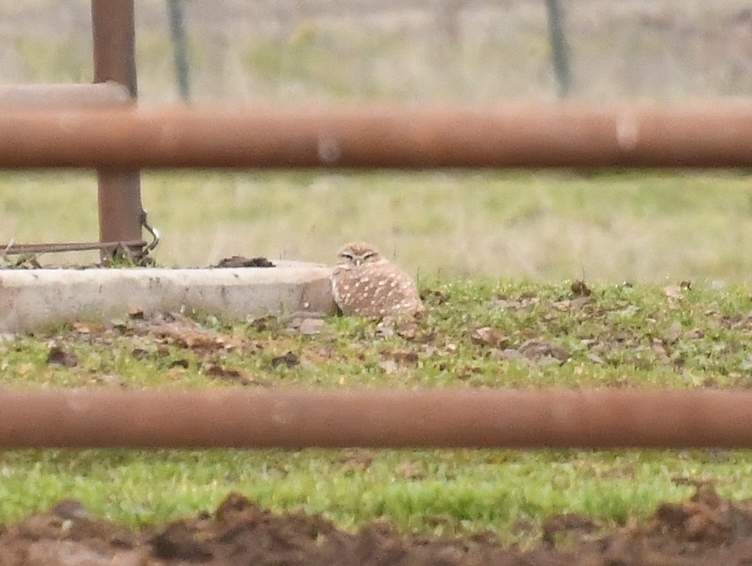 アナホリフクロウ - ML646663648