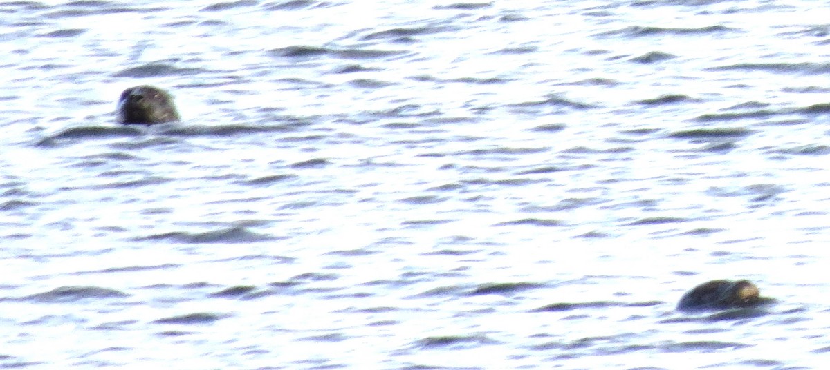 Hayvanlar - ML646663651