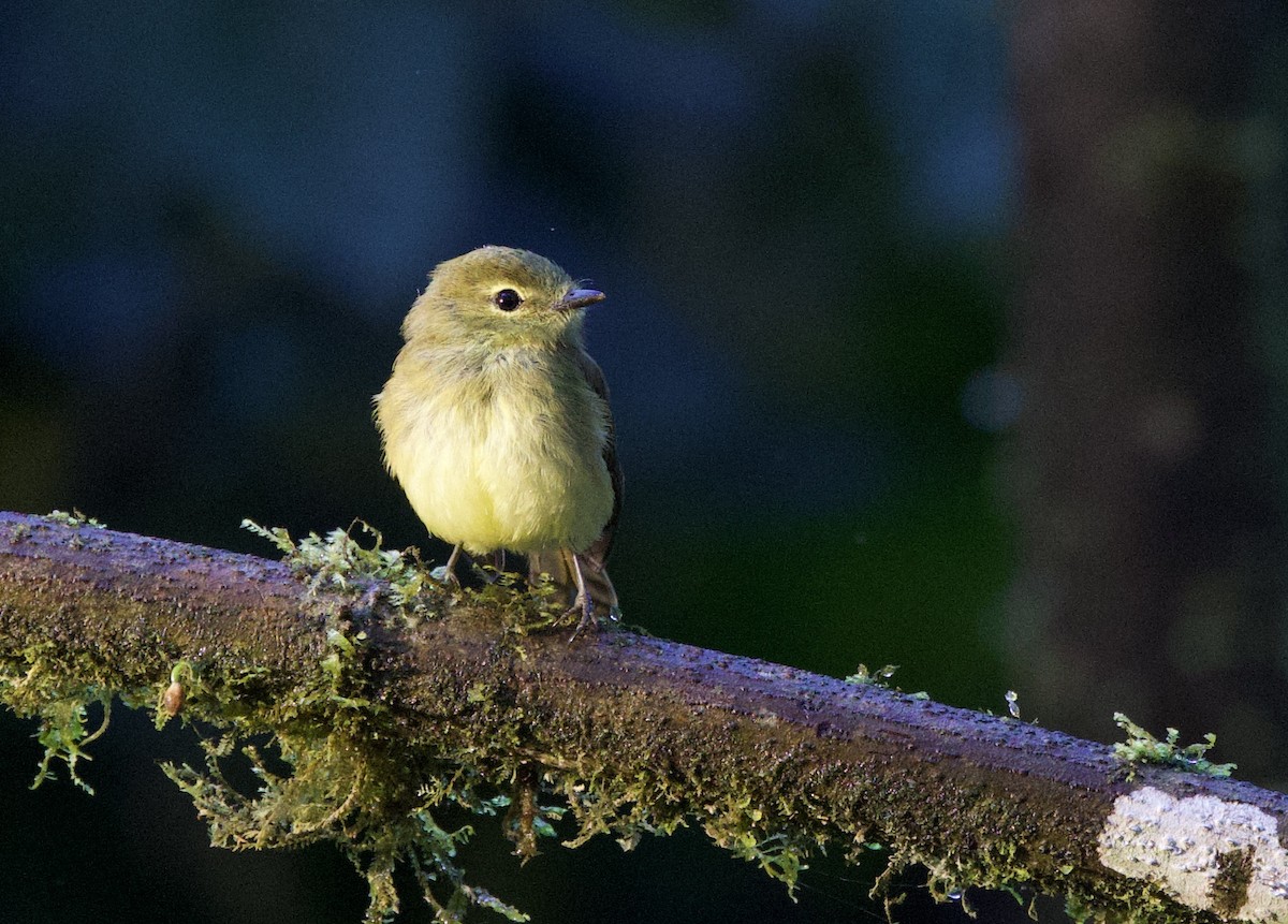 Желтоватая курэта - ML646663652