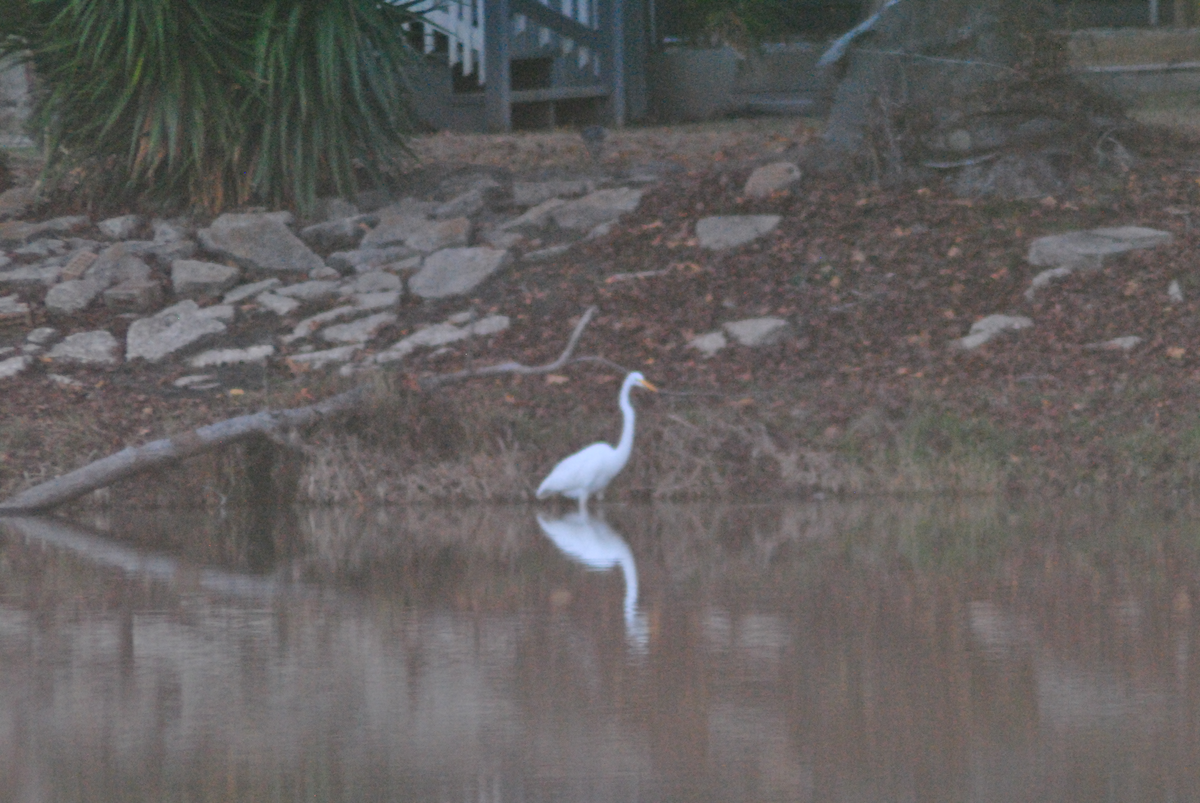 Great Egret - ML646663653