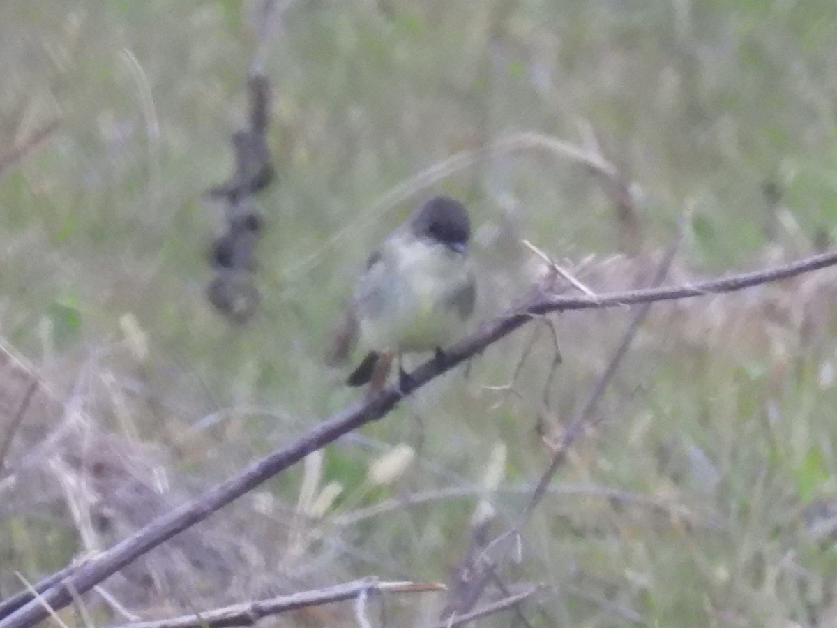 Eastern Phoebe - ML646663654