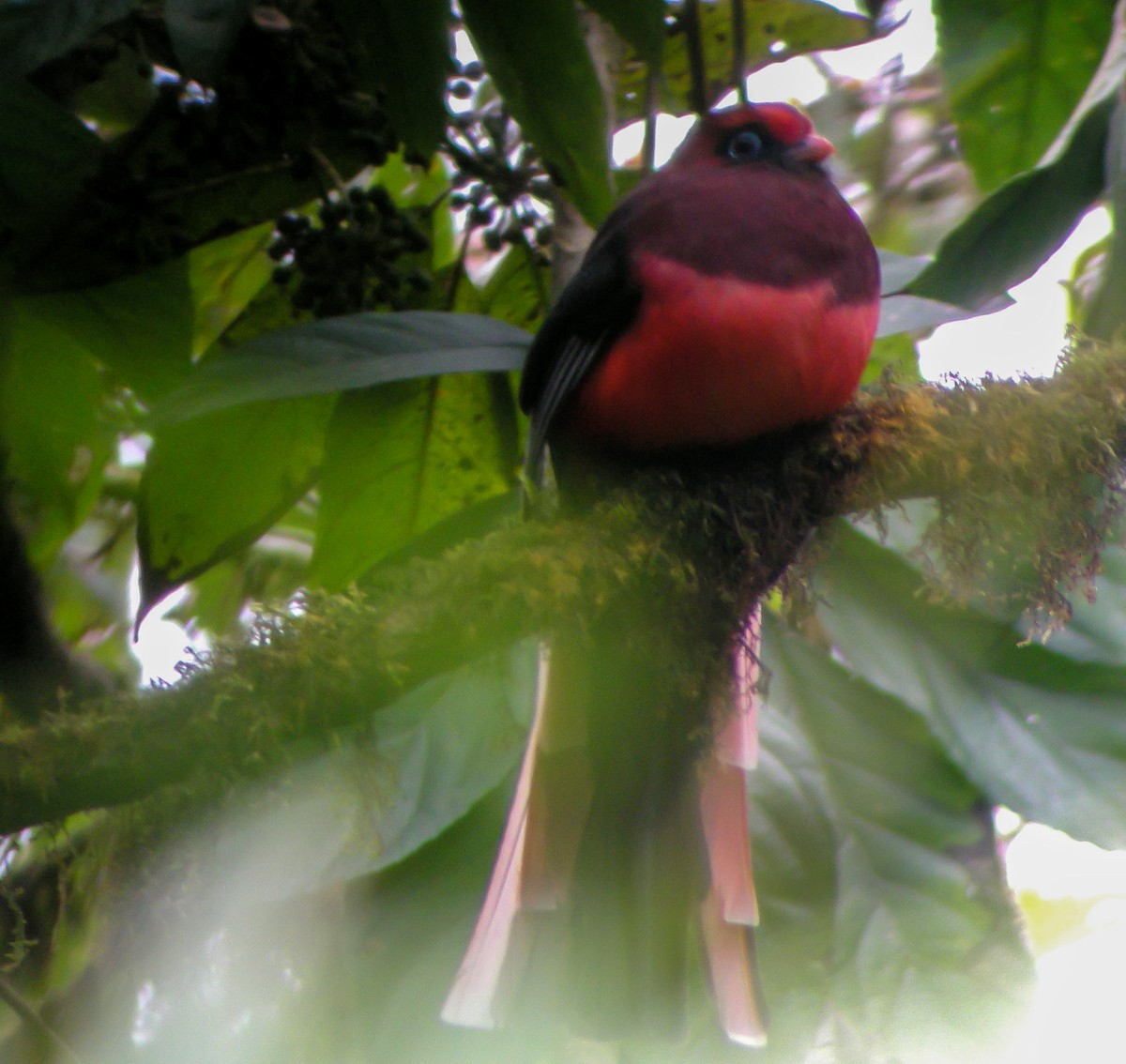 Ward's Trogon - ML646663659