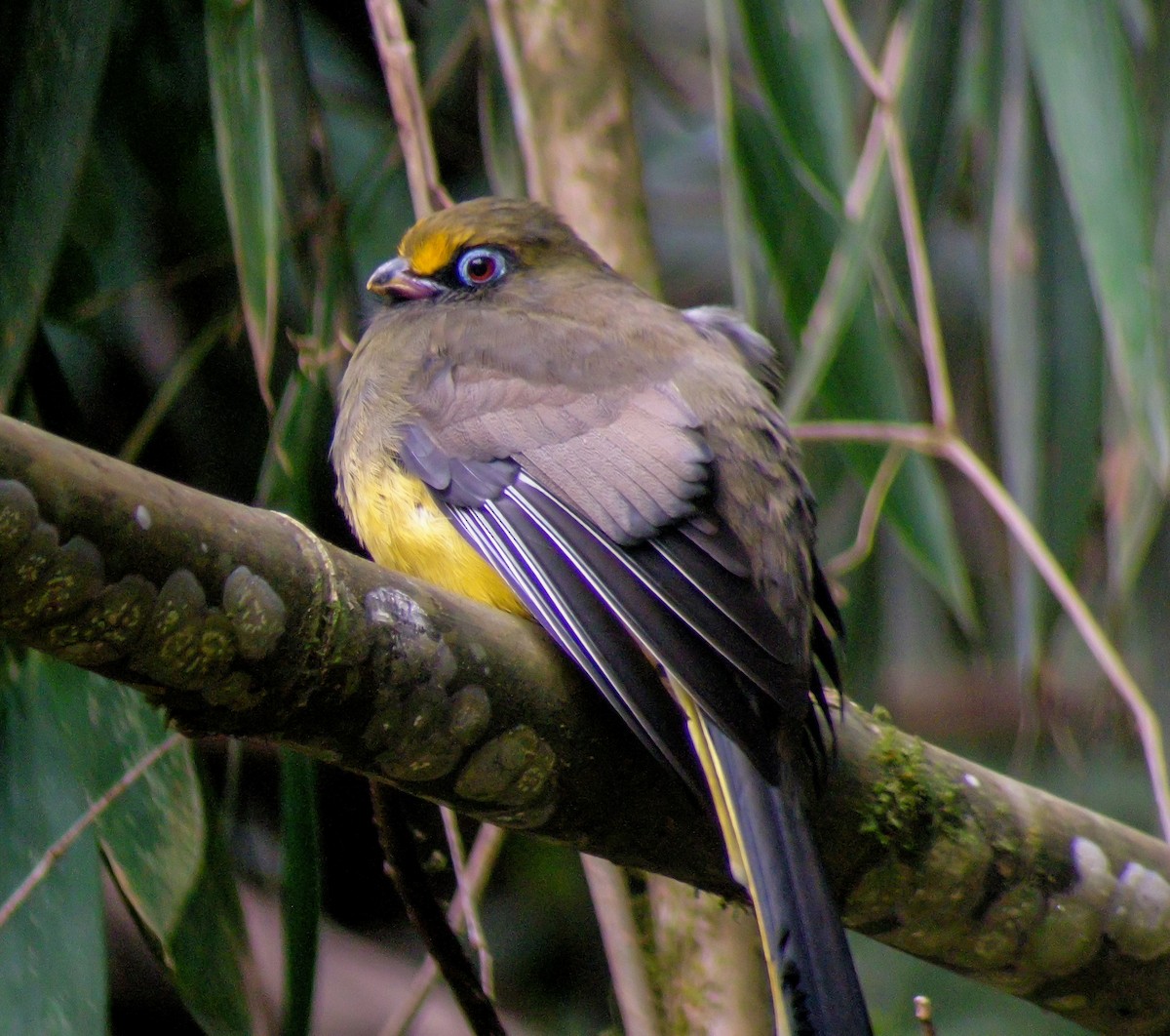 Ward's Trogon - ML646663660