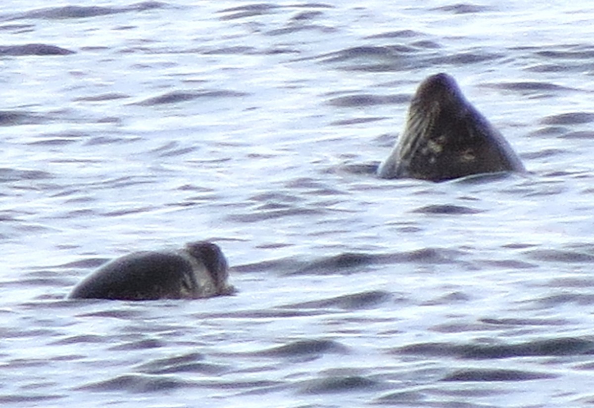 Hayvanlar - ML646663661