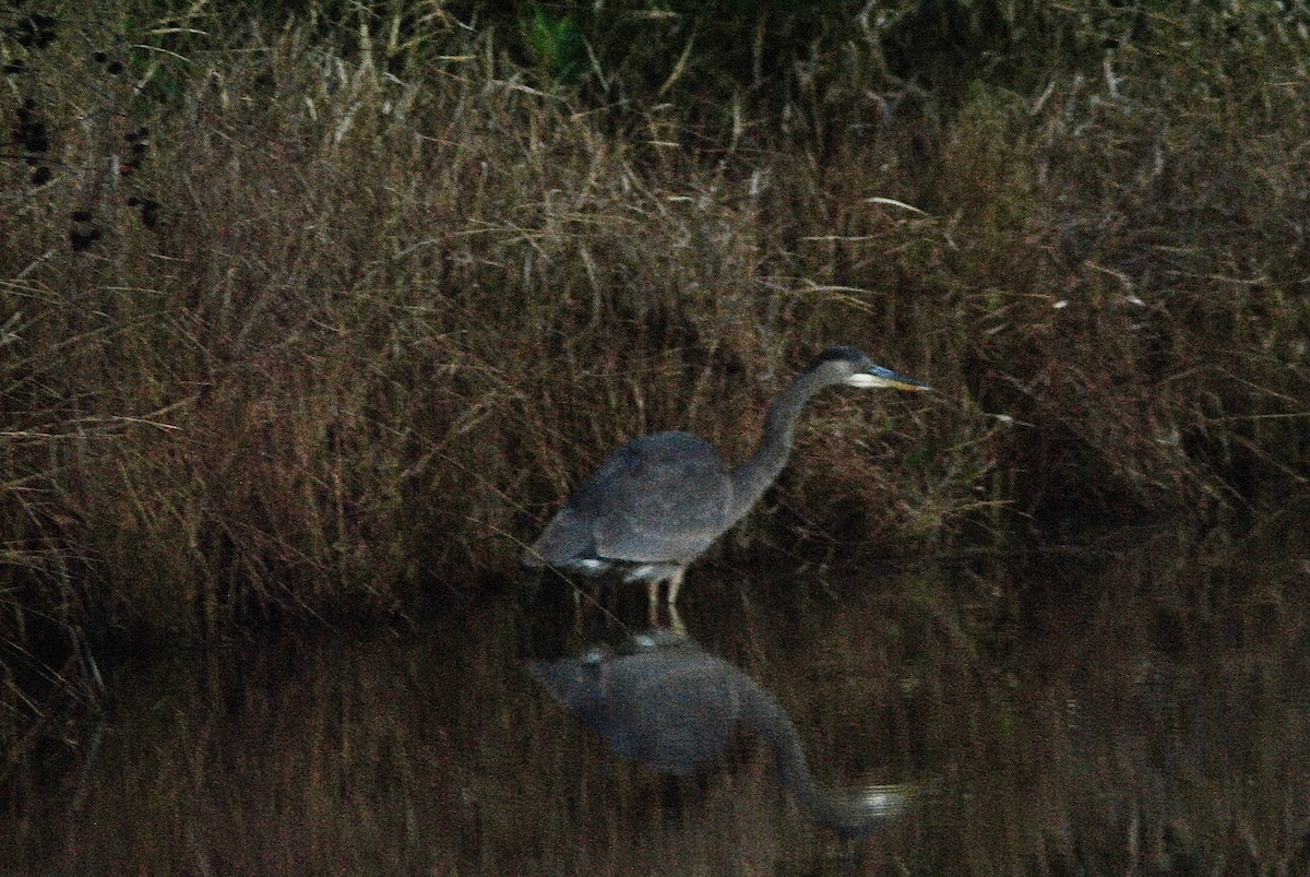 Great Blue Heron - ML646663663