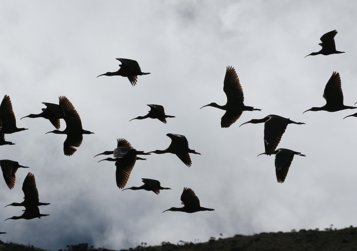 punaibis - ML646663664