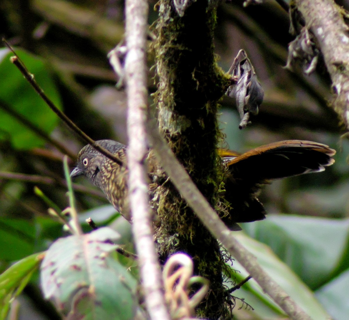 Scaly Laughingthrush - ML646663668