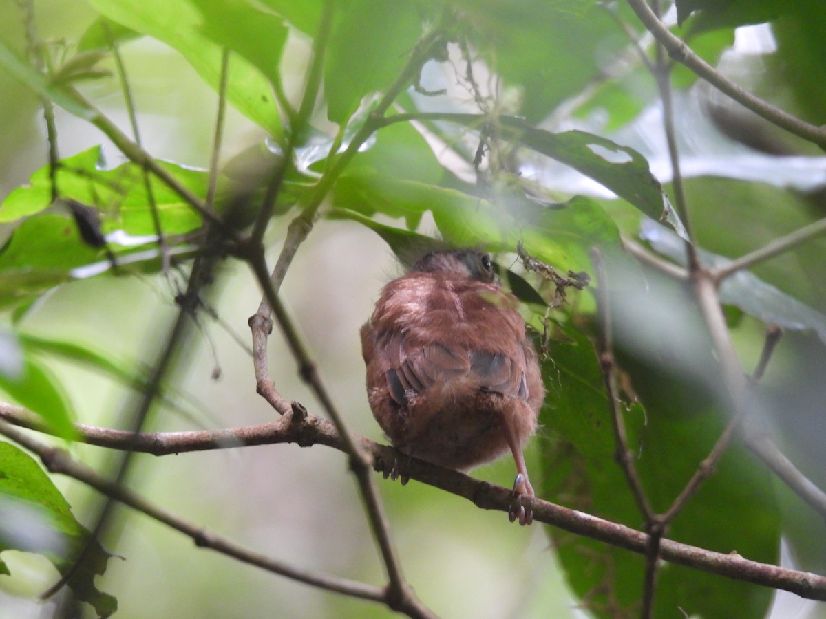 tanımsız Passeriformes sp. - ML646663669