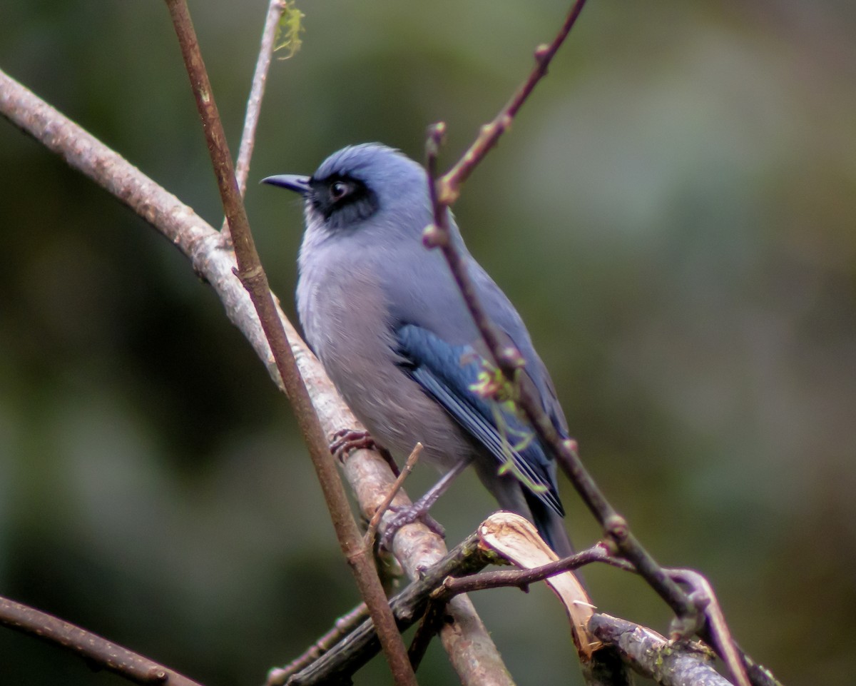 Beautiful Sibia - ML646663670