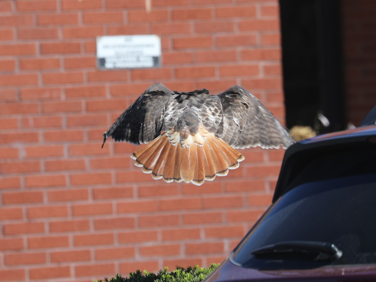 Red-tailed Hawk - ML646663672