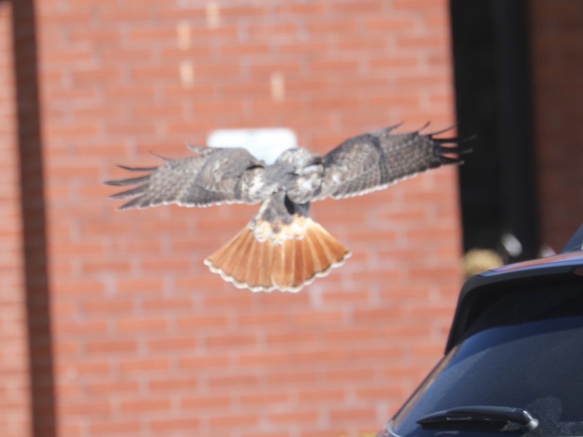 Red-tailed Hawk - ML646663673