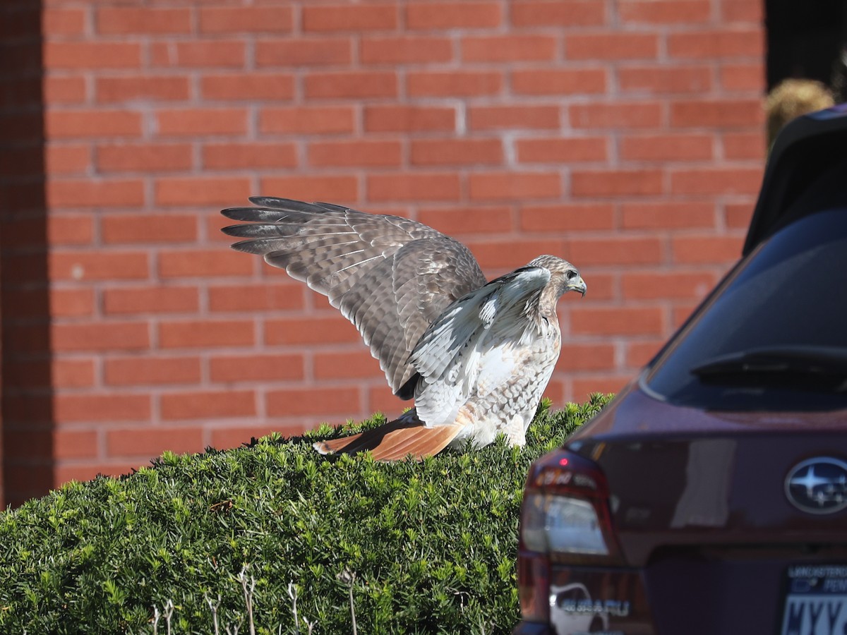 Red-tailed Hawk - ML646663674