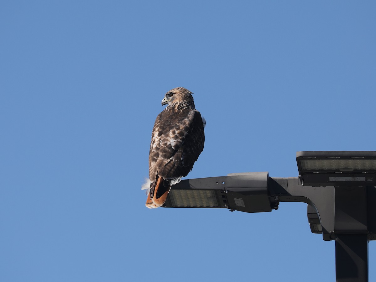 Red-tailed Hawk - ML646663675