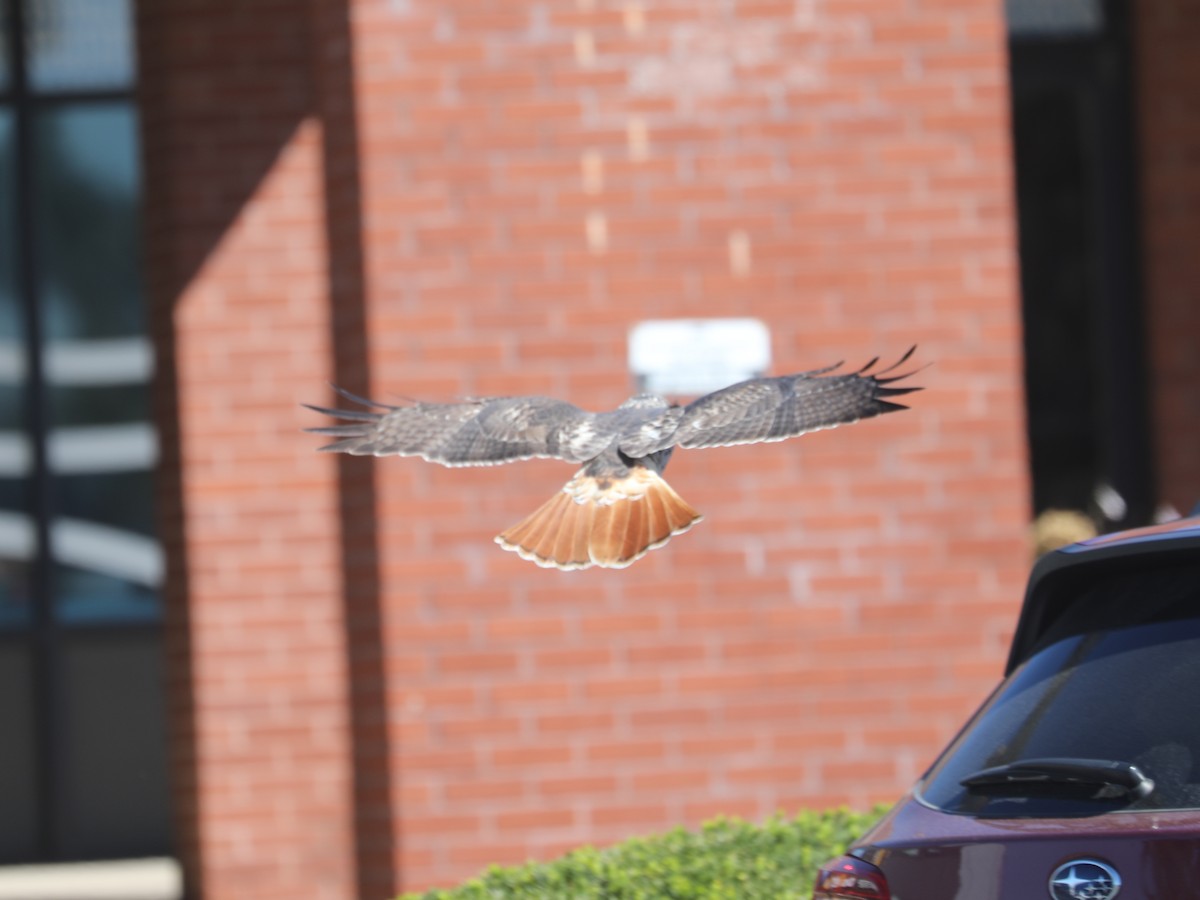 Red-tailed Hawk - ML646663676