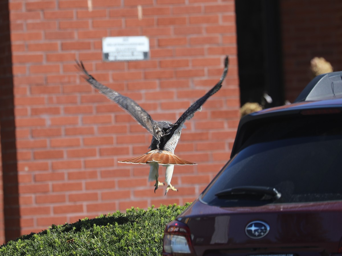 Red-tailed Hawk - ML646663677