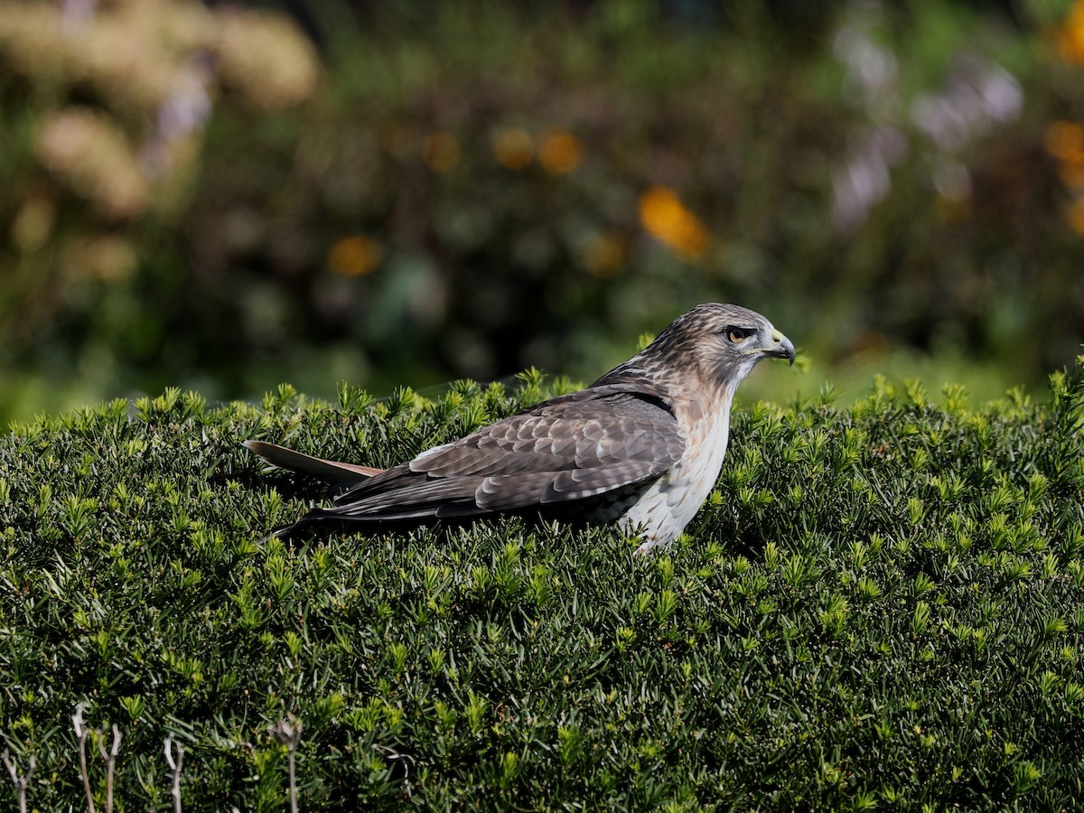 Red-tailed Hawk - ML646663678