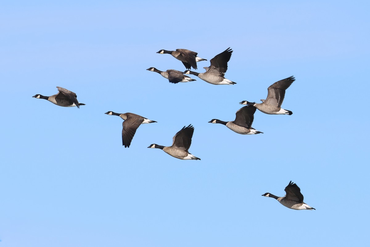 Cackling Goose - ML646663679