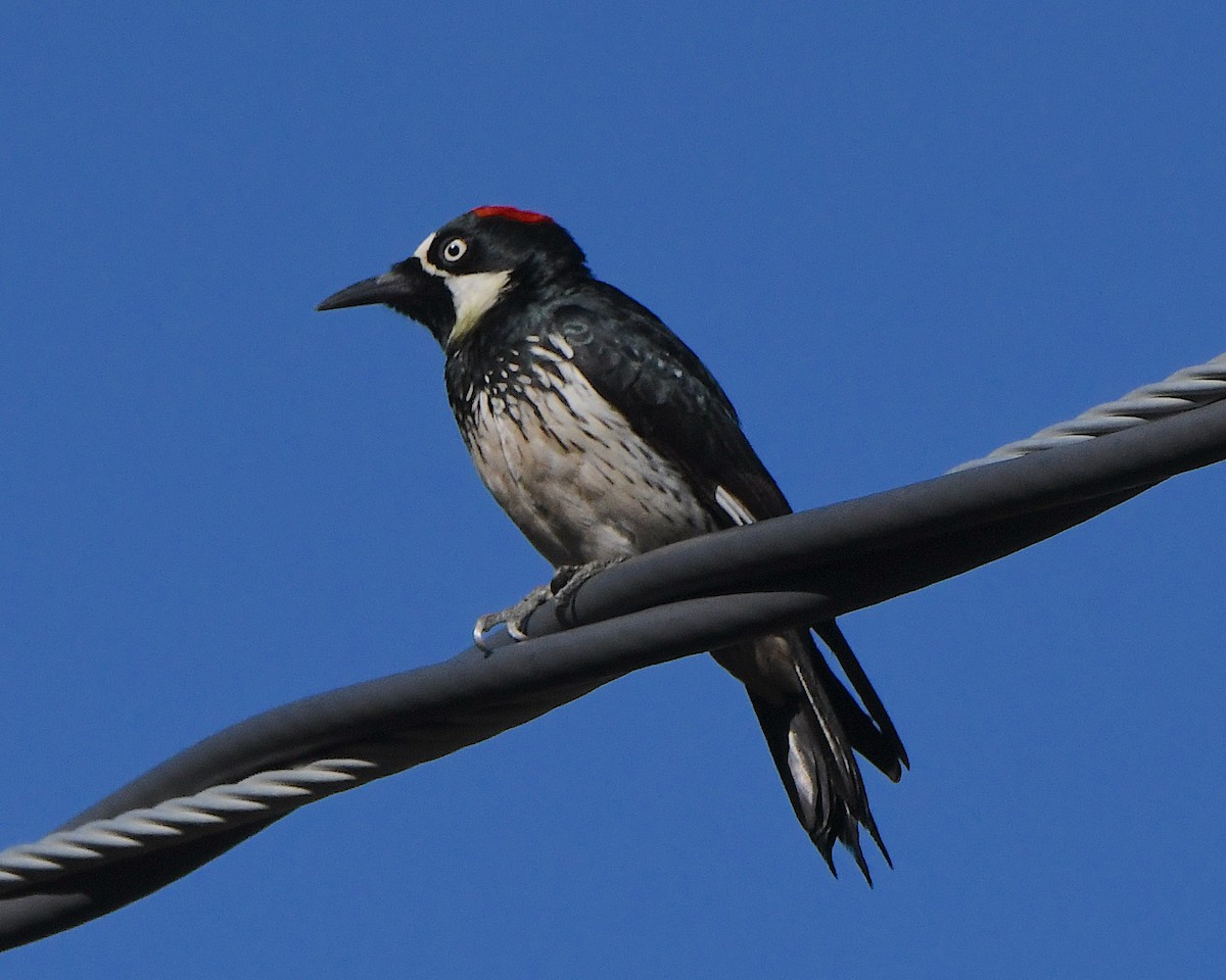 Acorn Woodpecker - ML646663683
