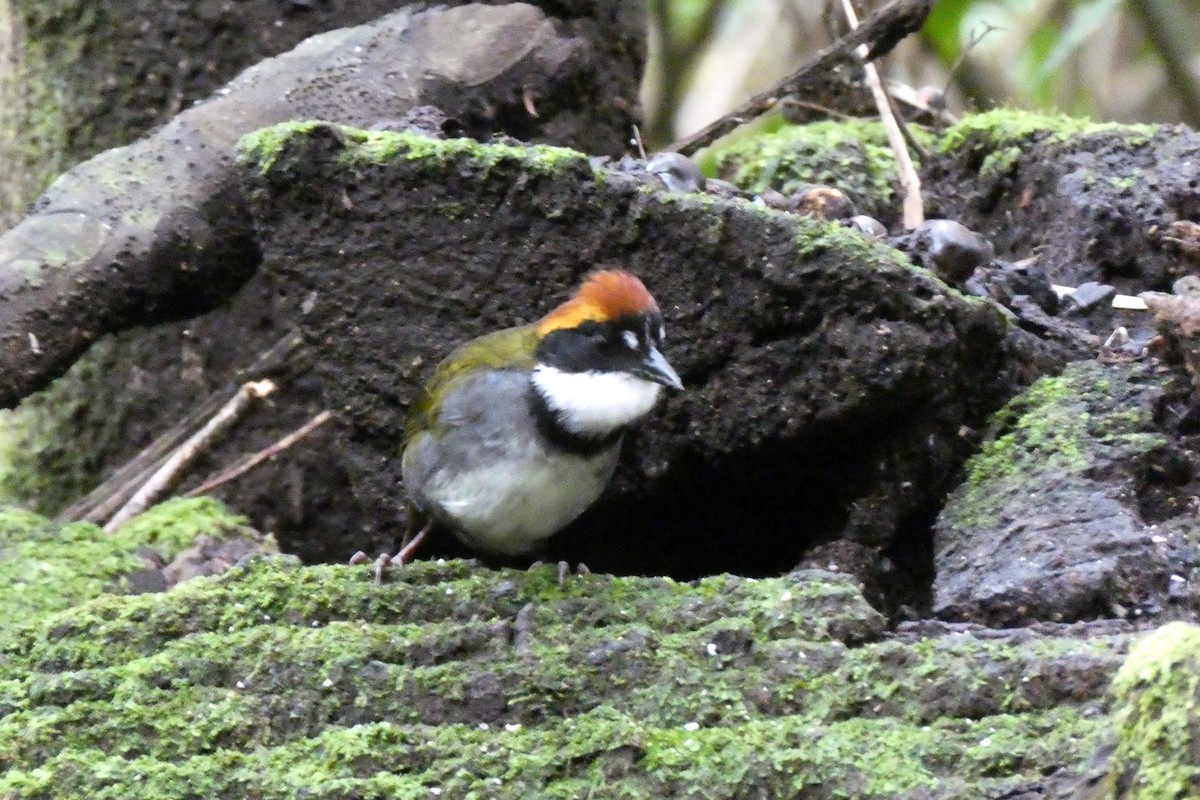 brunkronespurv - ML646663685