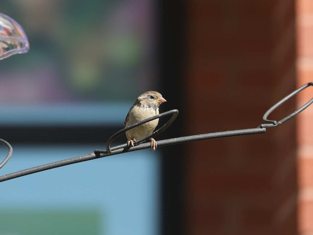 House Sparrow - ML646663686