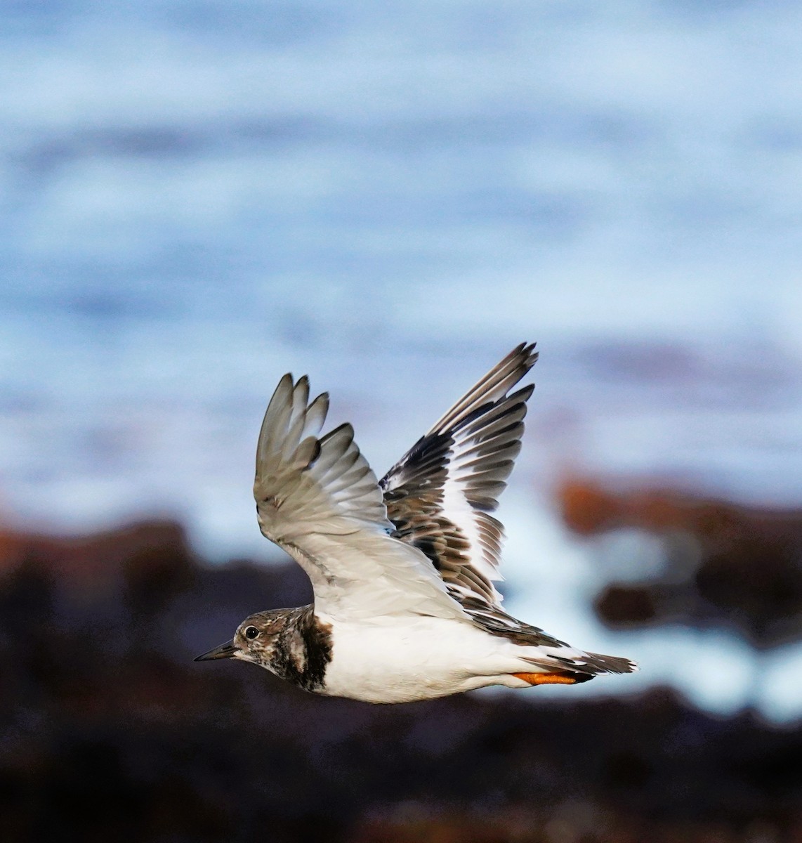 Ruddy Turnstone - ML646663688
