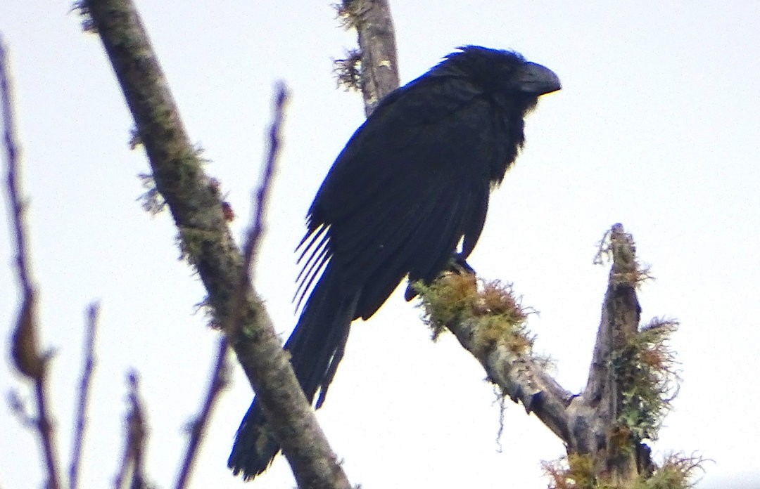 Smooth-billed Ani - ML646663690