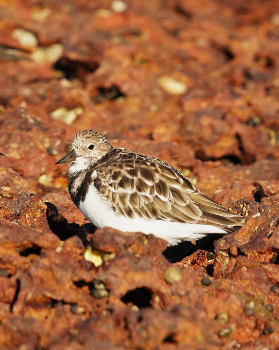 Ruddy Turnstone - ML646663699