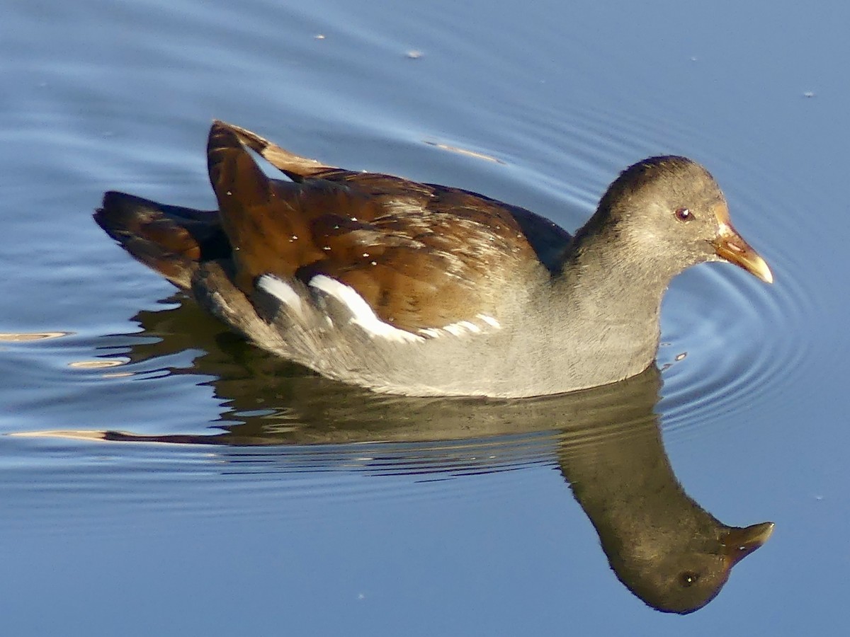 Amerika Sutavuğu - ML646663703