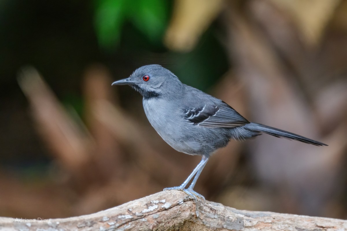 Slender Antbird - ML646663705