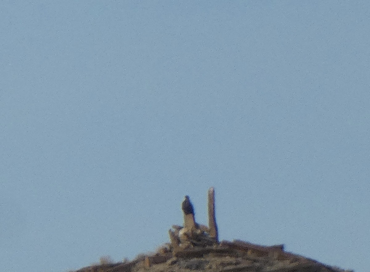 Golden Eagle - ML646663708