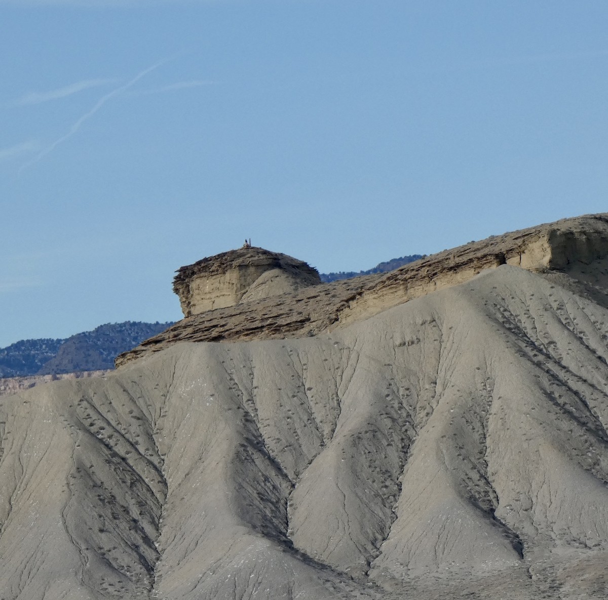 Golden Eagle - ML646663709