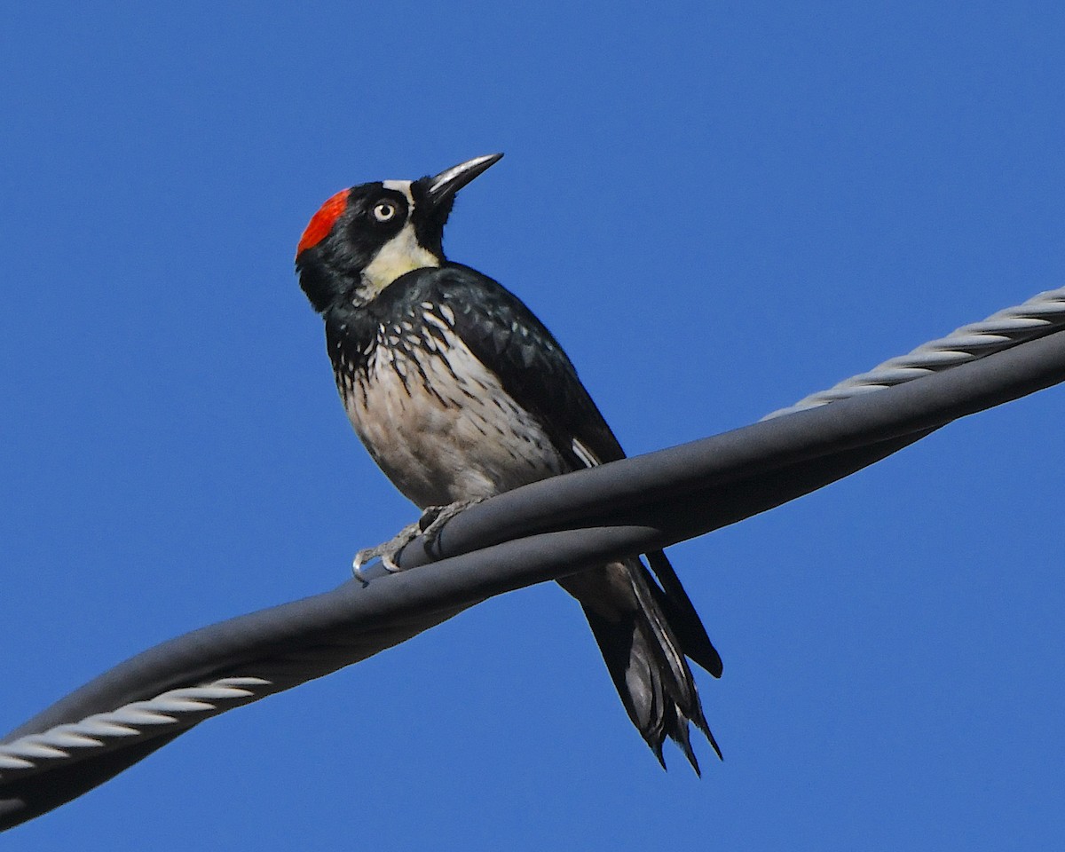 Acorn Woodpecker - ML646663713