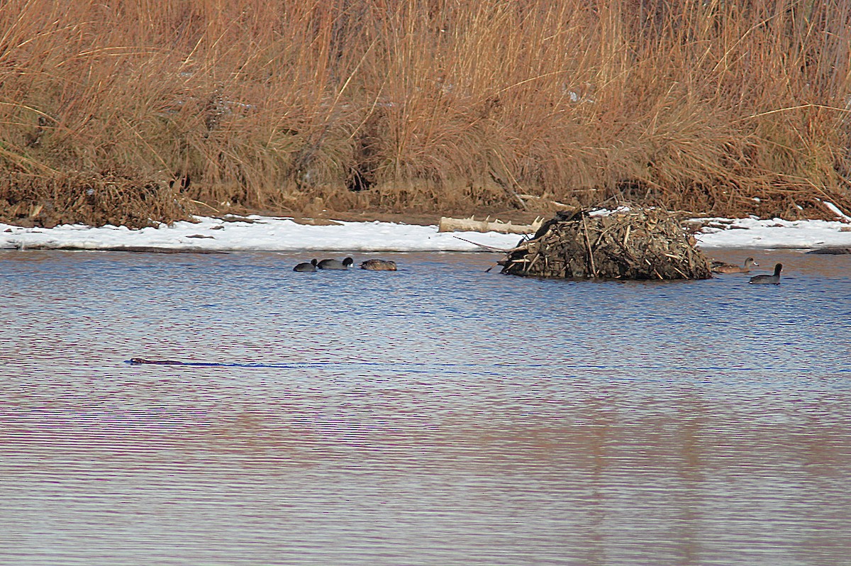 麝鼠 - ML646663714