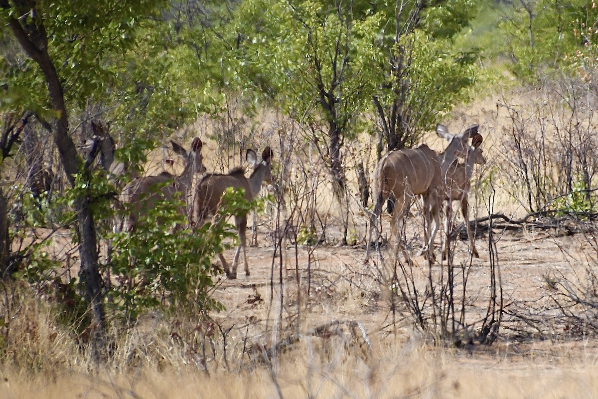 Southern Greater Kudu - ML646663715