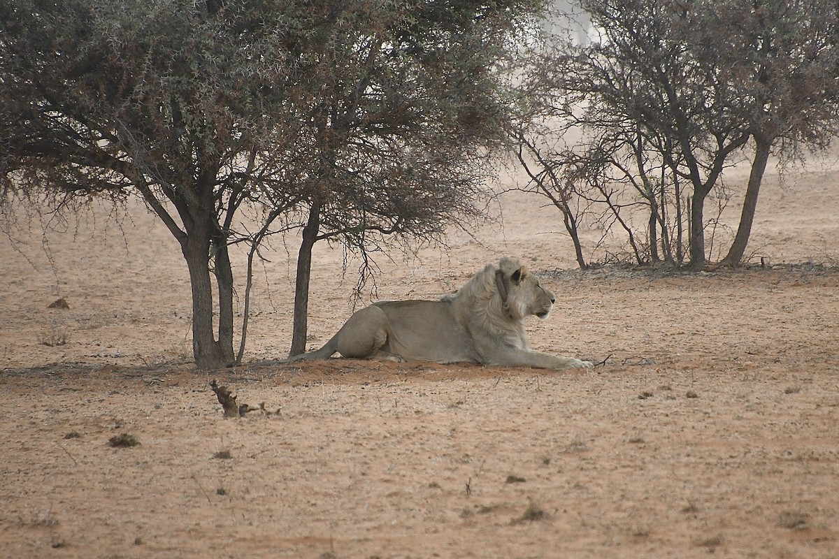 Southern Lion - ML646663716