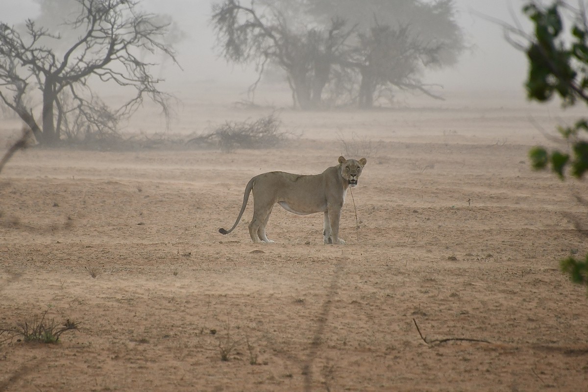 Southern Lion - ML646663717