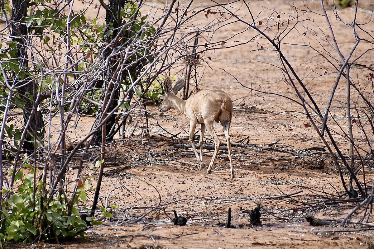 Steenbok - ML646663718