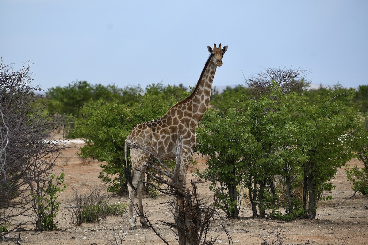 Angolan giraffe - ML646663719