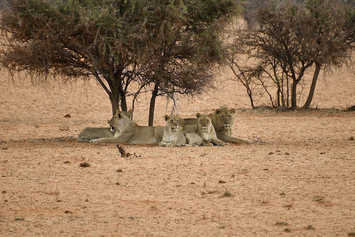 Mammals - ML646663720