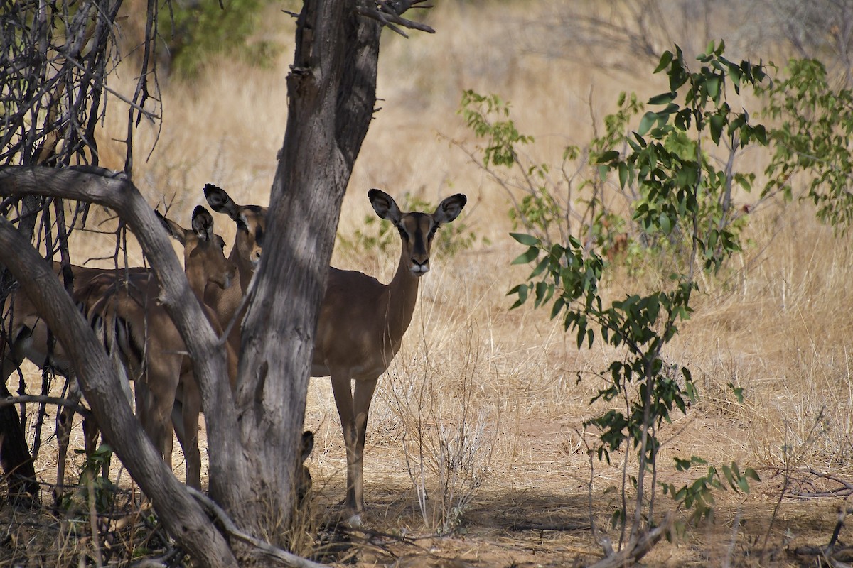 Black-faced Impala - ML646663721