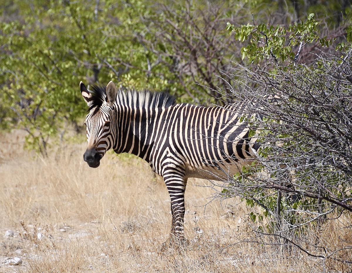 Mountain Zebra - ML646663722