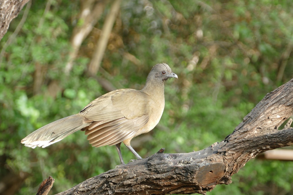 ムジヒメシャクケイ - ML646663723