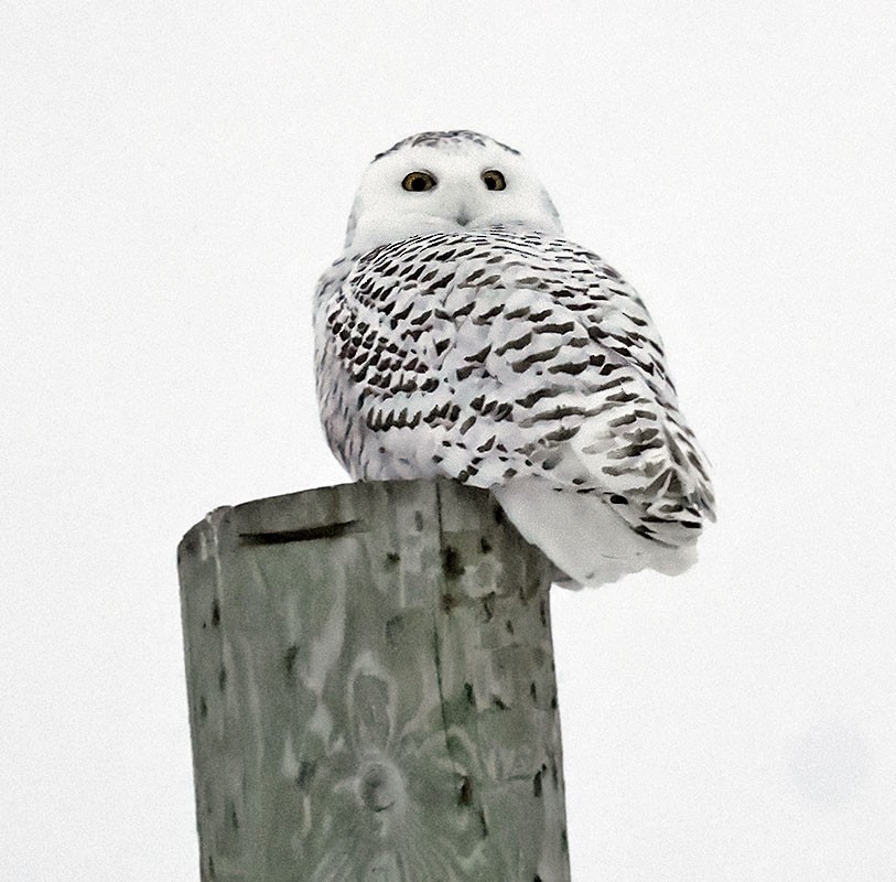 Snowy Owl - ML646663724